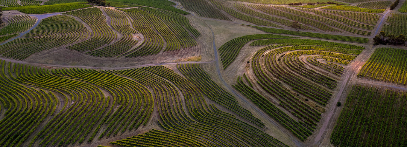 Aerial shot of Penny's Hill vineyard